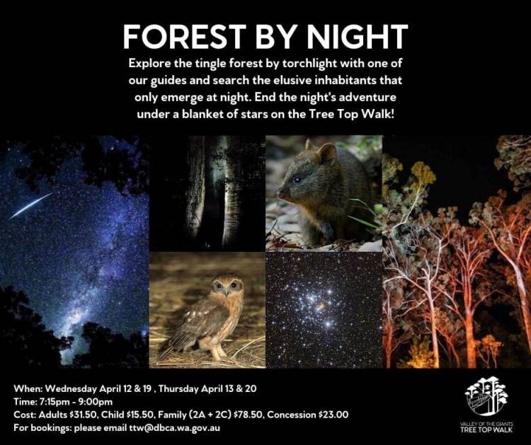 750_tree_top_walk_forest_by_night.jpg