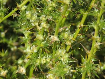 341_salsola_australis_img_1616.jpg