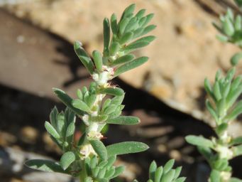 341_sclerolaena_diacantha_kr_img_9409c.jpg