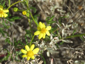 341_senecio_pinnatifolius_breakaways_img_4464.jpg