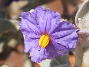 341_solanum_lasiophyllum_img_0896c.jpg