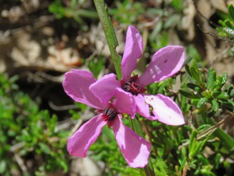 341_tetratheca_affinis_img_4314c.jpg