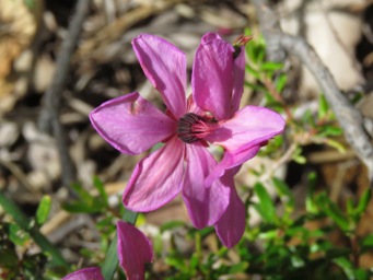 341_tetratheca_affinis_img_5539c.jpg
