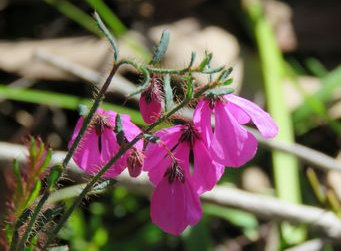 asmtcwildflowersstot013002.jpg