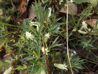 tn_astroloma_pallidum.jpg