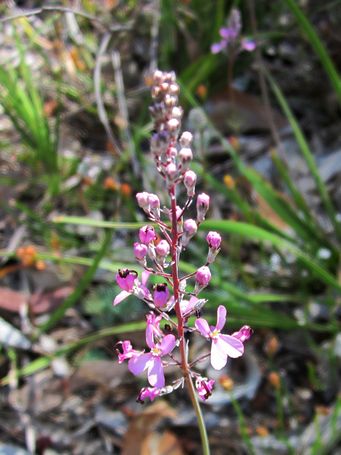 tn_stylidium_tenueimg_3601c.jpg