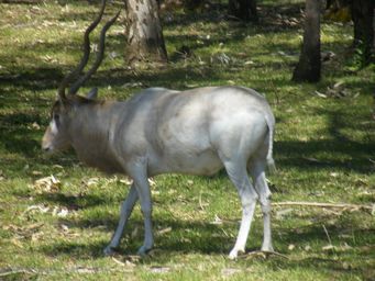 341_addax_dscf8239.jpg