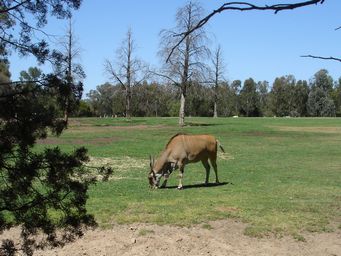 341_common_eland_dsc08025c.jpg