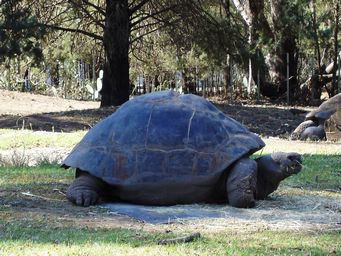 341_galapogas_tortoise_dsc08127.jpg