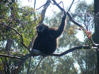 341_gibbon_dscf8389.jpg