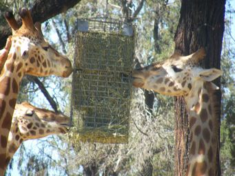 341_giraffes_dscf8219.jpg