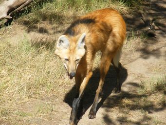 341_maned_wolf_dscf8324.jpg