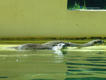 341_otters_dsc08197.jpg