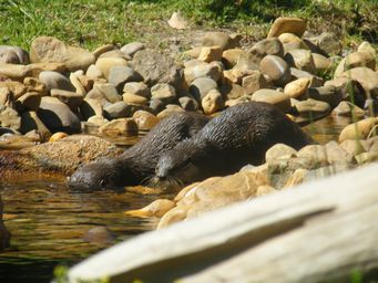 341_otters_dscf8394.jpg