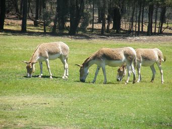 341_persian_onager_dscf8264.jpg