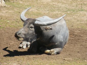 341_water_buffalo_dscf8296c.jpg