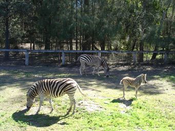 341_zebra_dsc08099c.jpg