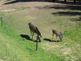 341_zebra_dsc08100c.jpg