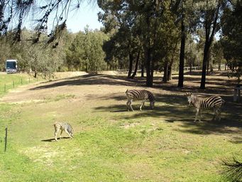 341_zebra_dsc08102c.jpg