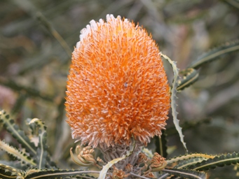 tn_marchageebanksia.jpg