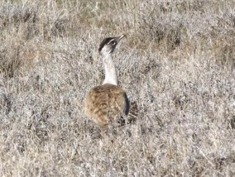 341_bustard_dscf4075c.jpg