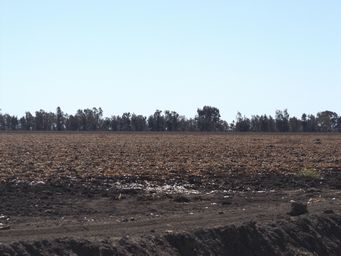 341_cotton_field_post_harvesting_dscf4217.jpg