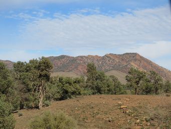 341_heysen_range_img_3870.jpg