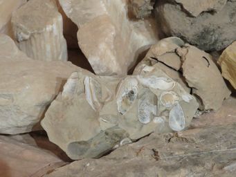 341_old_timers_mine__fossilised_shells_img_2561.jpg