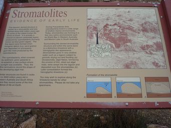 341_stromatolites_dsc03951.jpg