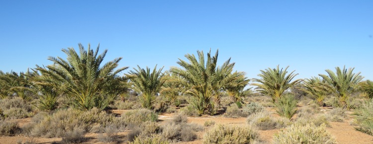 750_banner_coward_springs_date_palms_img_3259.jpg