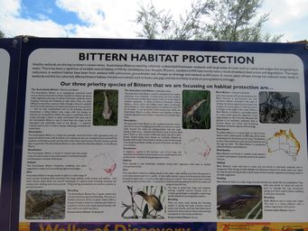 341_bittern_habitat_img_6528.jpg