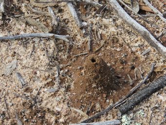 341_ant_nest_w_img_8719.jpg