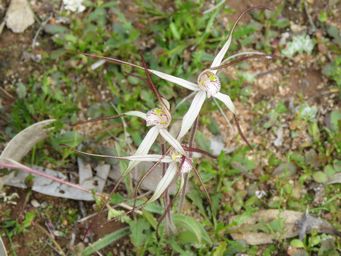 341_caladenia_incensum_w_img_8800c.jpg