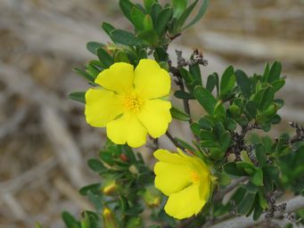 341_hibbertia_glomerosa_w_img_8776c.jpg