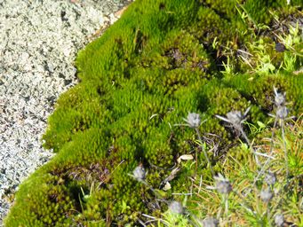 341_moss_totadgin_rock_img_9694.jpg