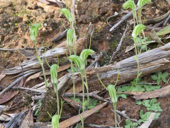 341_pterostylis_setulosa_w_img_8686.jpg