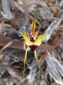 341xfringed_mantis_caladenia_falcatadscf8180.jpg