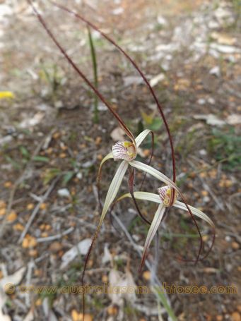 1024xcaladenia_validinervia___dscf9472.jpg