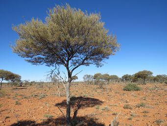 341_acacia_aneura_mulga_img_1040.jpg