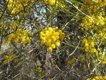 341_acacia_anthochaera_y_to_p_img_1739.jpg