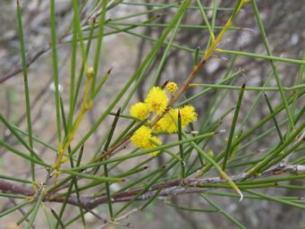 341_acacia_assimilis_subsp._assimilis_konnongorring_img_2834.jpg