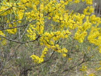 341_acacia_colletioides_w_img_8796.jpg