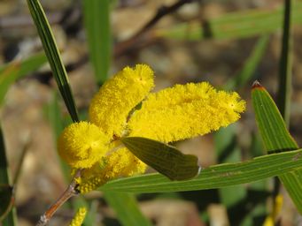 341_acacia_neurophylla_img_2508.jpg