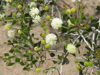 341_acacia_orbifolia_w_img_2687.jpg