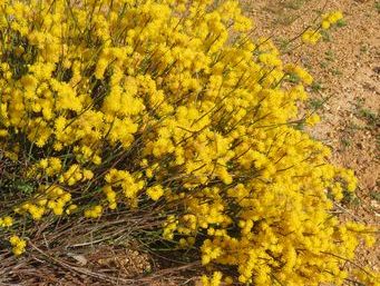 341_acacia_restiacea_caron_img_2133c.jpg