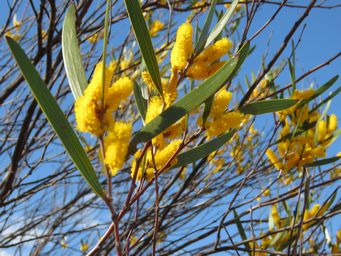 341_acacia_stereophylla_img_9861c.jpg