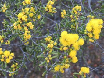 341_acacia_sulcata_var._platyphylla_tr_img_8145c.jpg