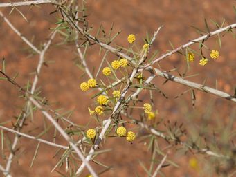 341_acacia_tetragonophylla_agnew_img_1197.jpg