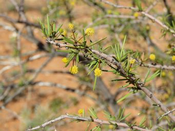 341_acacia_tetragonophylla_img_0964.jpg