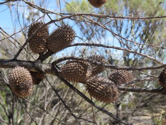 341_allocasuarina_acutivalvis_img_9699.jpg